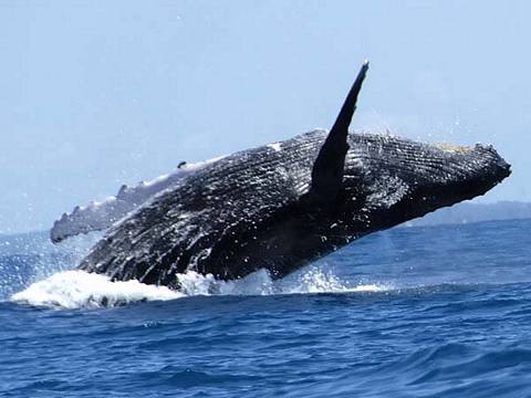 Photo 5 of Whale watching in Punta Sal 